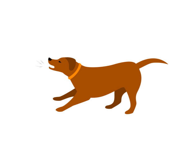 ilustrações, clipart, desenhos animados e ícones de ilustração vetorial isolados cão a ladrar - latir