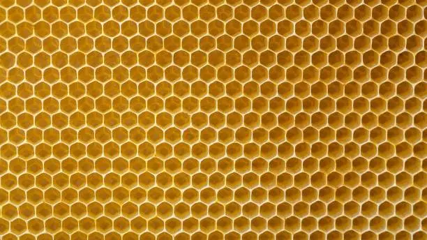 Photo of background image. bees honeycombs from wax from the hive. Copy space