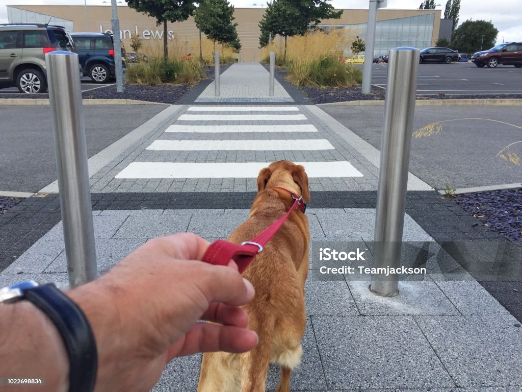 POV dog pulling on a leash A point of view of a dog owner being pulled along by a Labrador dog onto a pedestrian or zebra crossing on a city street Personal Perspective Stock Photo