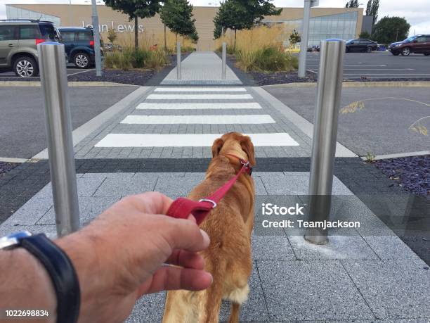 Pov Dog Pulling On A Leash Stock Photo - Download Image Now - Personal Perspective, Dog, Point of View