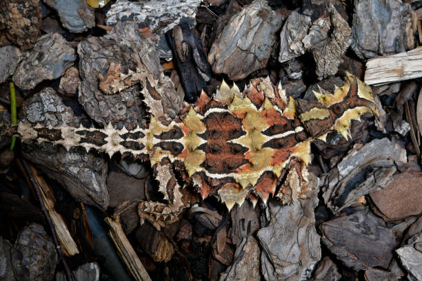 オーストラリアの動物、爬虫類 - thorny devil lizard ストックフォトと画像