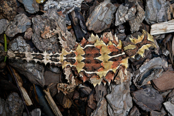 Australia, Zoology, Reptile Australia, Thorny Devil moloch horridus stock pictures, royalty-free photos & images
