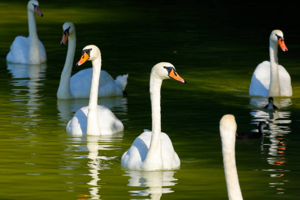 Swans in a green colored lake in the town forest of Cologne, Germany