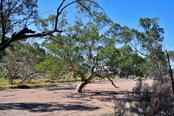 istock Australia, NT, McDonnell Range Nationalpark 1022699844