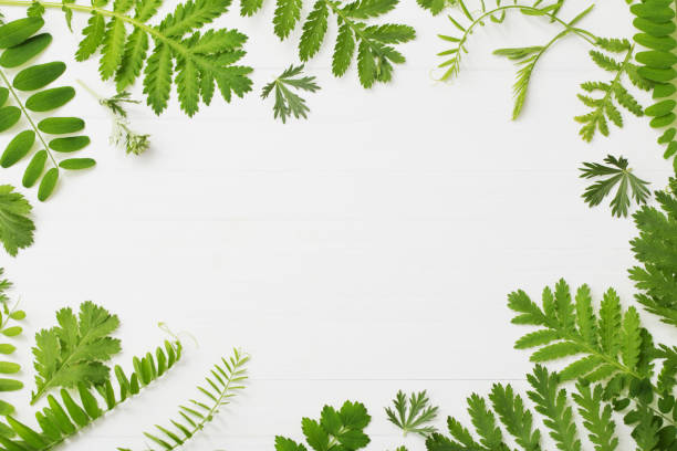 istock green leaves on white wooden background 1022709652