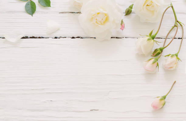 istock roses on white wooden background 1022709696
