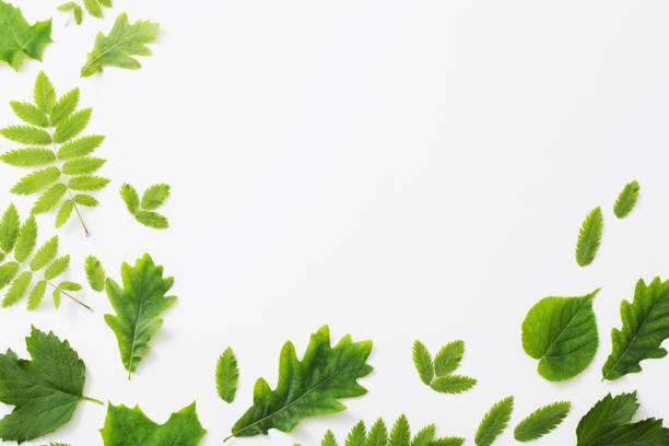 istock green leaves on paper background 1022709768