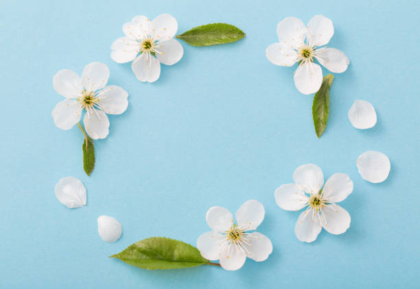 istock cherry flowers on paper background 1022710272
