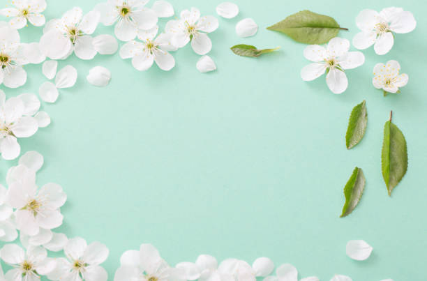 istock cherry flowers on paper background 1022710276