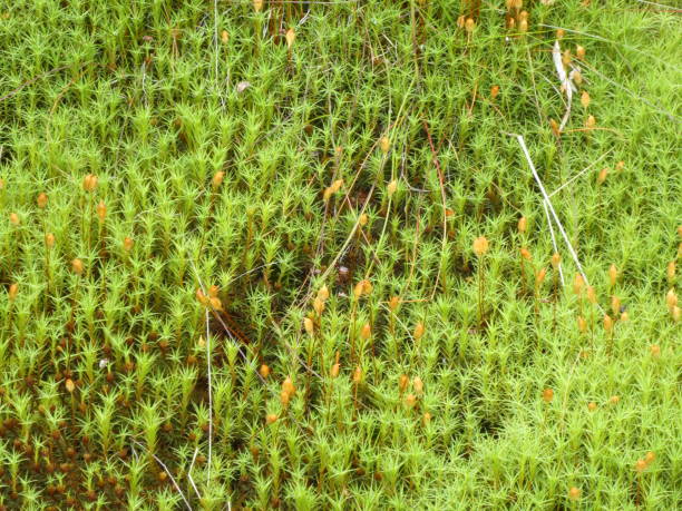 istock green moss in the forest with yellow blossom 1022712810