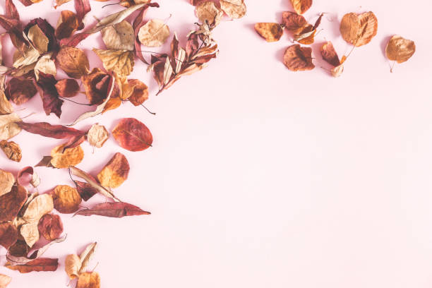 composición de otoño. marco hecho de flores de otoño y hojas sobre fondo de color rosa pastel. endecha plana, alta vista, espacio de copia - rose pattern yellow dried plant fotografías e imágenes de stock