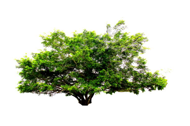 istock Green big tree from botanical garden isolated on white background. 1022718118