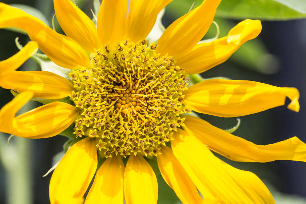 istock Sunflower natural background. Sunflower blooming. 1022720686