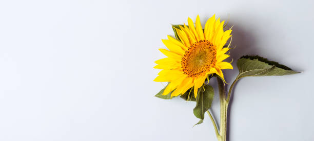 istock Autumn blue background with Blossoming Sunflower. 1022720738