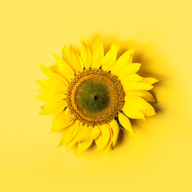 istock Beautiful sunflower on yellow background 1022720836