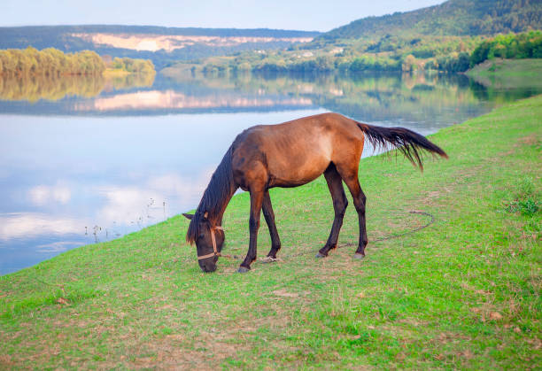 istock brown horse on the shore 1022723932
