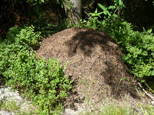 istock big ant hill in the forest 1022726986
