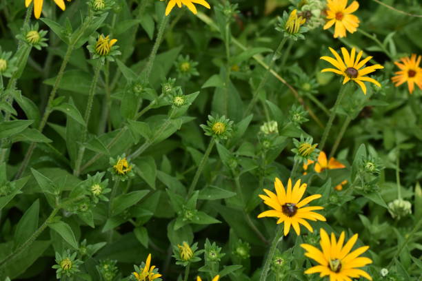 istock A group of budding yellow flowers 1022727402