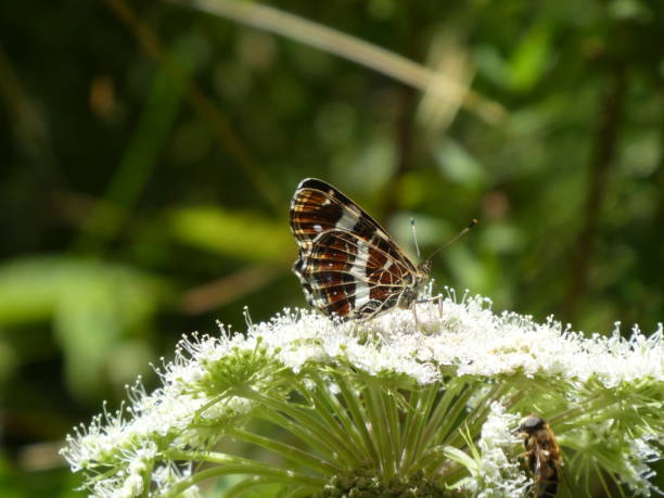 istock big colorful butterfly in the forest white blossom 1022727410