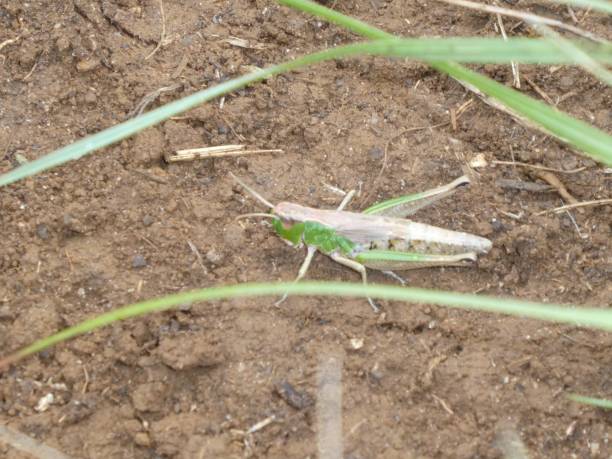 istock big green grasshopper in the grass 1022731058