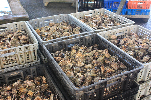 Seafood farming in Bretagne France