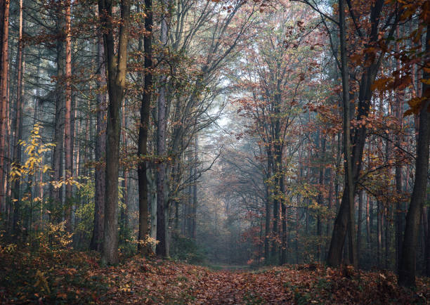 istock A path in deciduous forest in autumn, Poland 1022731658