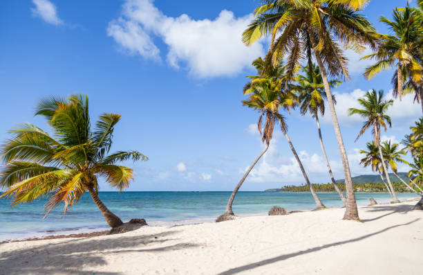 istock Paradise tropical white beach. Coconut palm trees. vacation concept. 1022732130