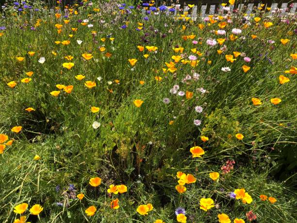 istock Flowers in summer garden 1022735228