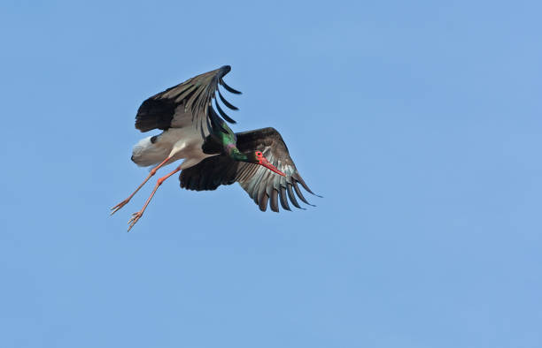 istock Flying black stork against a blue sky 1022739680