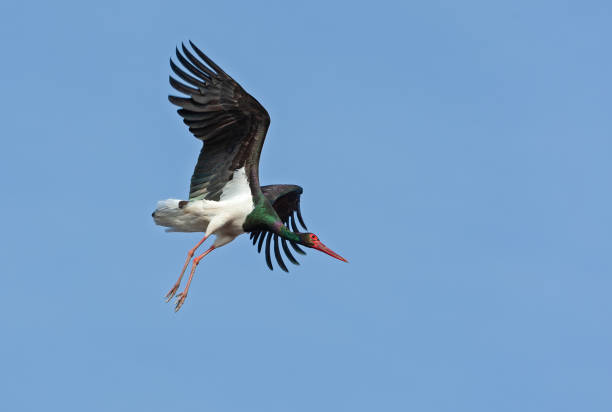 istock Flying black stork against a blue sky 1022739690