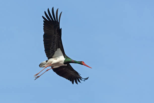 istock Flying black stork against a blue sky 1022739698