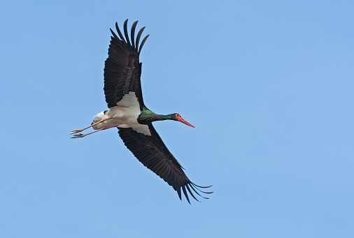 Flying black stork against a blue sky