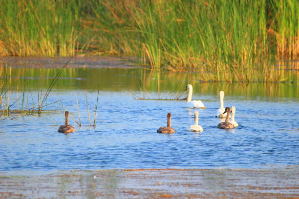 istock Swans family on lake 1022742464