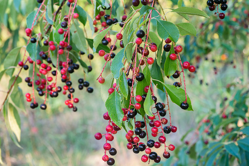 prunus padus, bird cherry berries on twig macro