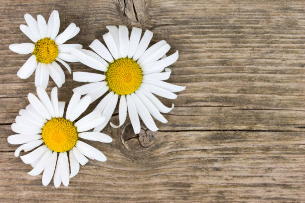 istock Daisy camomile flowers on wooden table background with copy space. 1022742924