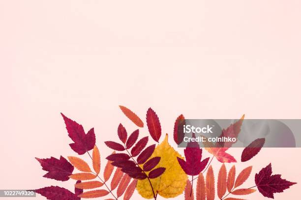 Photo libre de droit de Feuilles Dautomne Ensemble Multicolore Sur Fond Pastel Rose Bonjour Le Concept De Lautomne banque d'images et plus d'images libres de droit de Automne