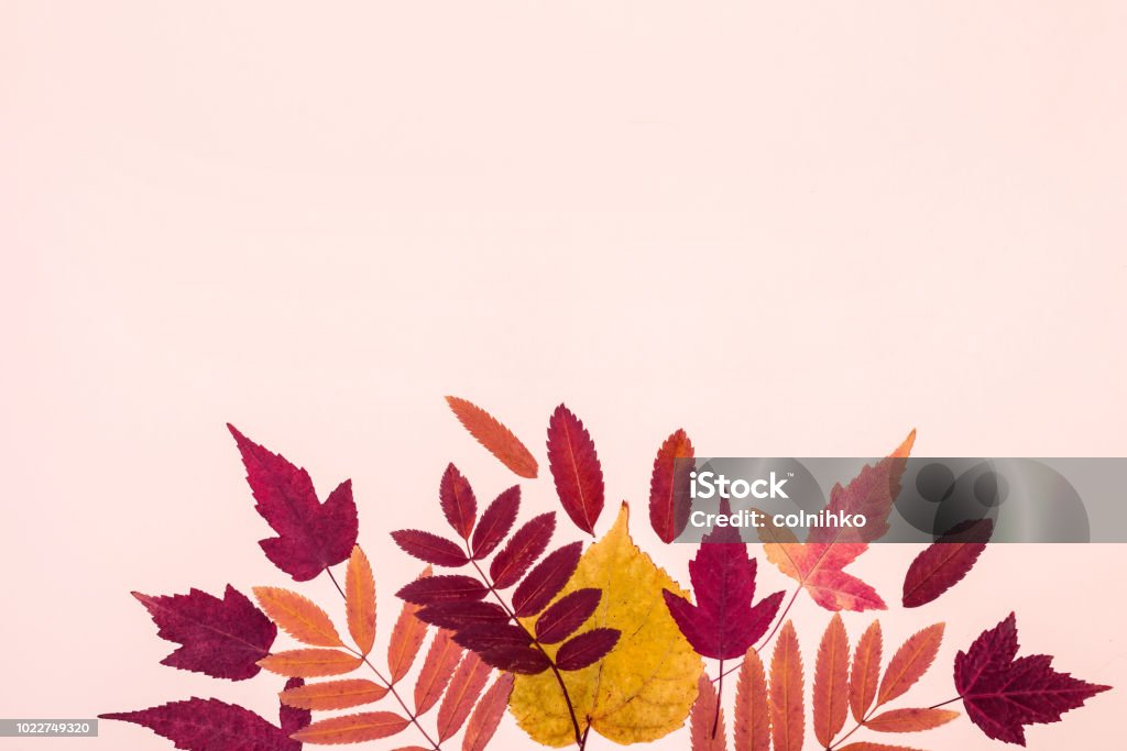 Multicolored set autumn leaves on pink pastel background. Hello Autumn concept Multicolored set autumn leaves on pink pastel background. Hello Autumn concept. Autumn Stock Photo