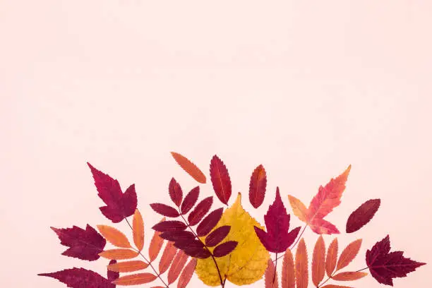 Photo of Multicolored set autumn leaves on pink pastel background. Hello Autumn concept