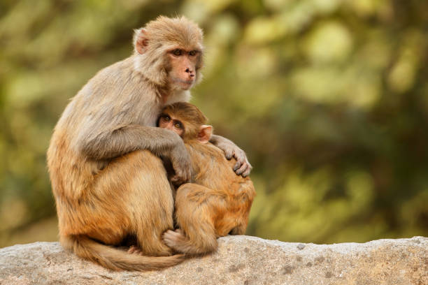 istock Macaque rhesus on the wall with beautiful blurry background 1022749950