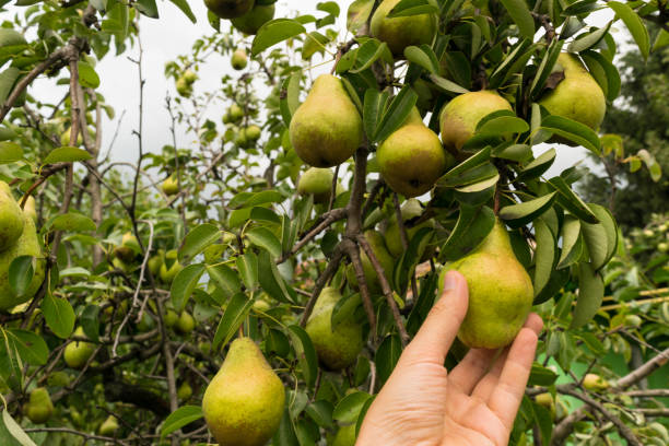 istock hand picking organic pears from orchard -POV 1022753046