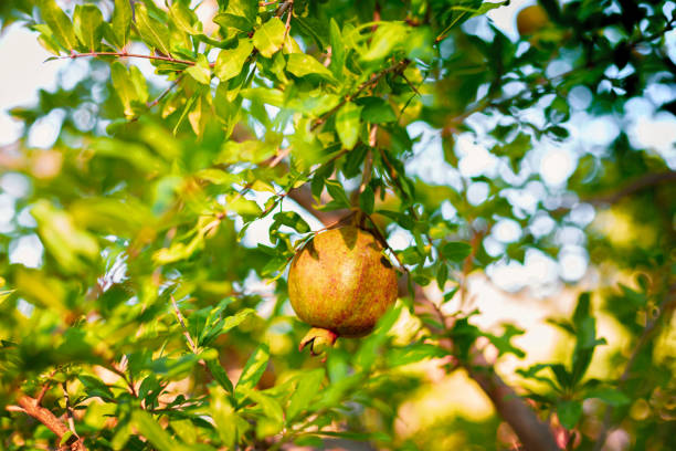istock Pomegranate green red hanging on a branch with leaves on a tree 1022753066