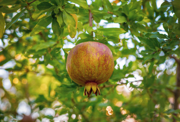 Pomegranate green red hanging on a branch with leaves on a tree