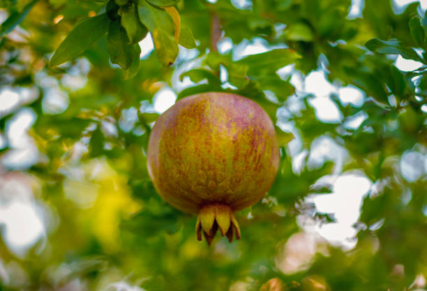Pomegranate green red hanging on a branch with leaves on a tree
