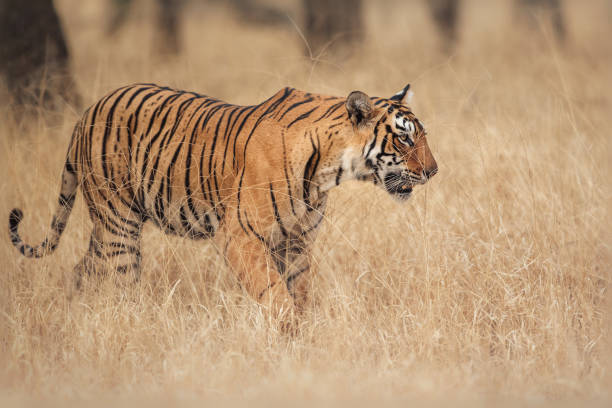 istock Beautiful tiger in the nature habitat 1022753840