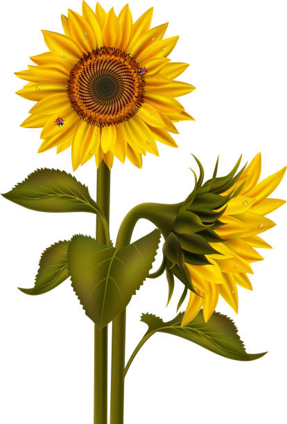 ひまわりとテントウムシ - dewy sunflower点のイラスト素材／クリップアート素材／マンガ素材／アイコン素材