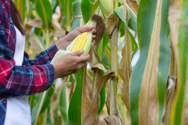 istock Agricultural expert inspecting quality of ripe corn 1022754110