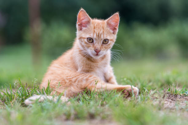 istock Kitten sitting on the grass. Shallow depth of filed. 1022754380