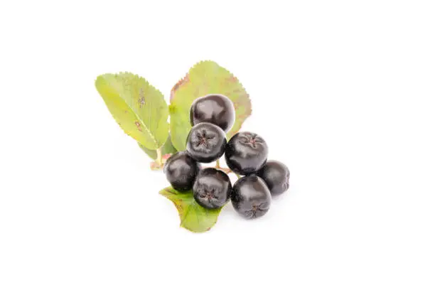 Chokeberry or Aronia Melanocarpa, ripe berry on branch with leaves isolated on white background. Closeup, design element.