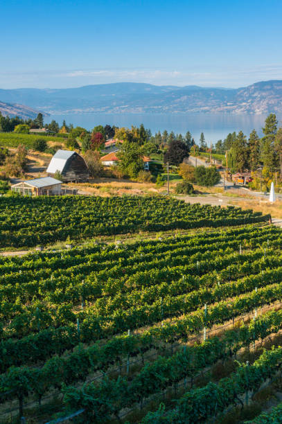 istock Winery Vineyard in Kelowna, British Columbia 1022759520