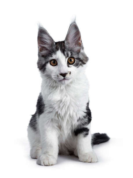 istock Naughty blue tabby high white harlequin maine coon cat kitten sitting up face front, looking in lens isolated on white background 1022759568